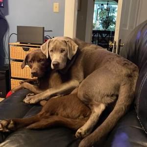 Meet your Posher, Chad